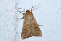 Mythimna vitellina