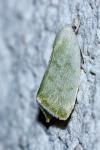 Earias vernana