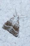 Meganola albula