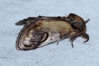 Notodonta ziczac