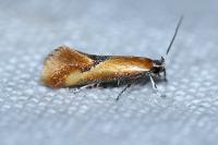 Batia lunaris
