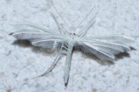 Pterophorus pentadactylus