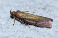Oncocera semirubella