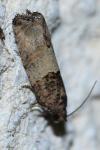 Gypsonoma aceriana