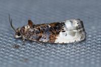 Hedya nubiferana