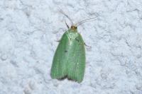 Tortrix viridana