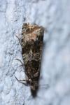 Celypha lacunana