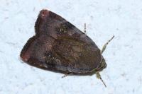 Noctua janthina