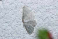 Cabera exanthemata