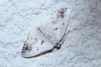 Lomographa temerata