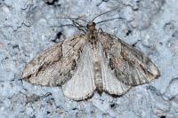 Thera cupressata