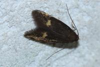 Borkhausenia minutella