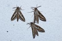 Hyles livornica