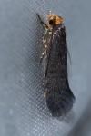 Cephimallota crassiflavella