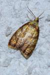 Acleris bergmanniana