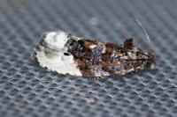Hedya nubiferana