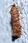 Lozotaeniodes formosana