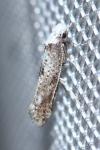 Paraswammerdamia albicapitella