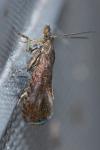 Dichrorampha
