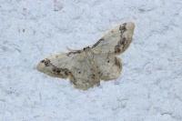 Idaea trigeminata