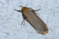 Katha depressa
