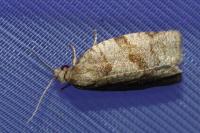 Choristoneura diversana