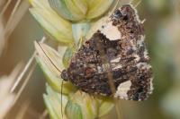Tyta luctuosa