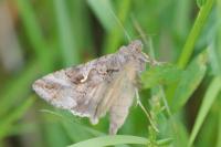Autographa gamma