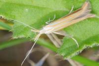 Coleophora vibicella