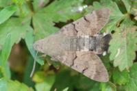 Macroglossum stellatarum