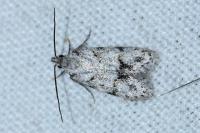 Symmoca signatella