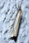 Crambus pascuella