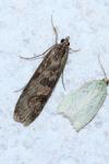 Nomophila noctuella