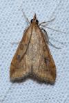 Udea ferrugalis