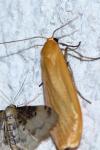 Wittia sororcula