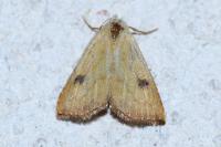 Rivula sericealis
