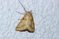Aspitates ochrearia