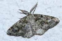 Cleorodes lichenaria