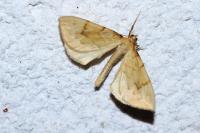 Gandaritis pyraliata