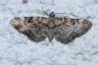 Eupithecia pulchellata