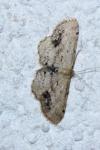 Idaea dimidiata