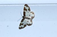 Lomaspilis marginata
