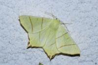 Ourapteryx sambucaria