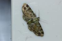 Pasiphila rectangulata