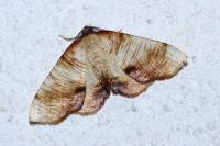 Plagodis dolabraria