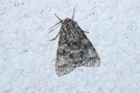 Acronicta megacephala