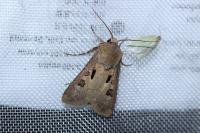 Agrotis exclamationis