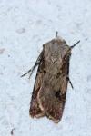 Agrotis puta