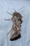 Autographa gamma