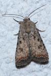 Caradrina clavipalpis